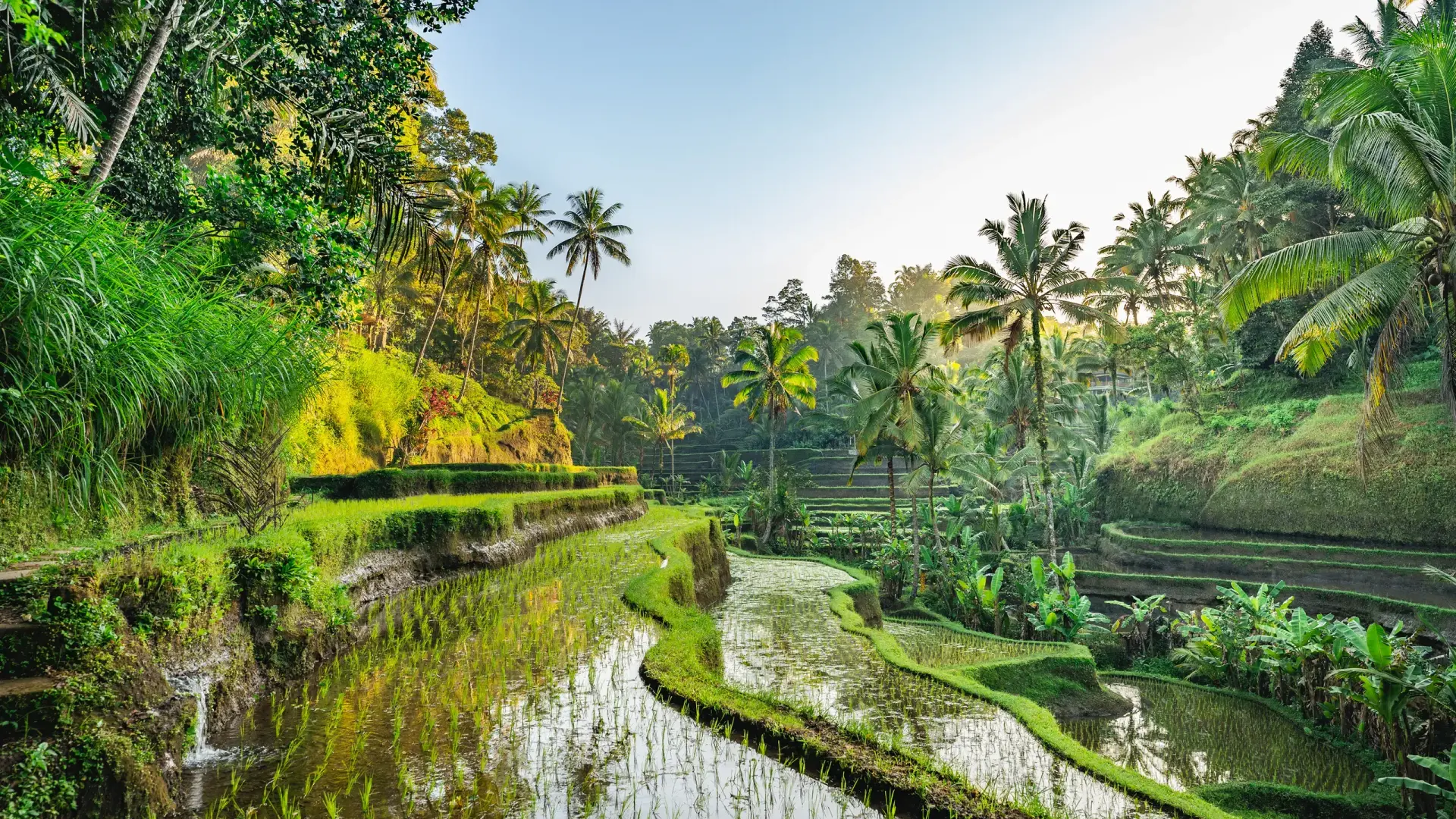 Nature in Bali