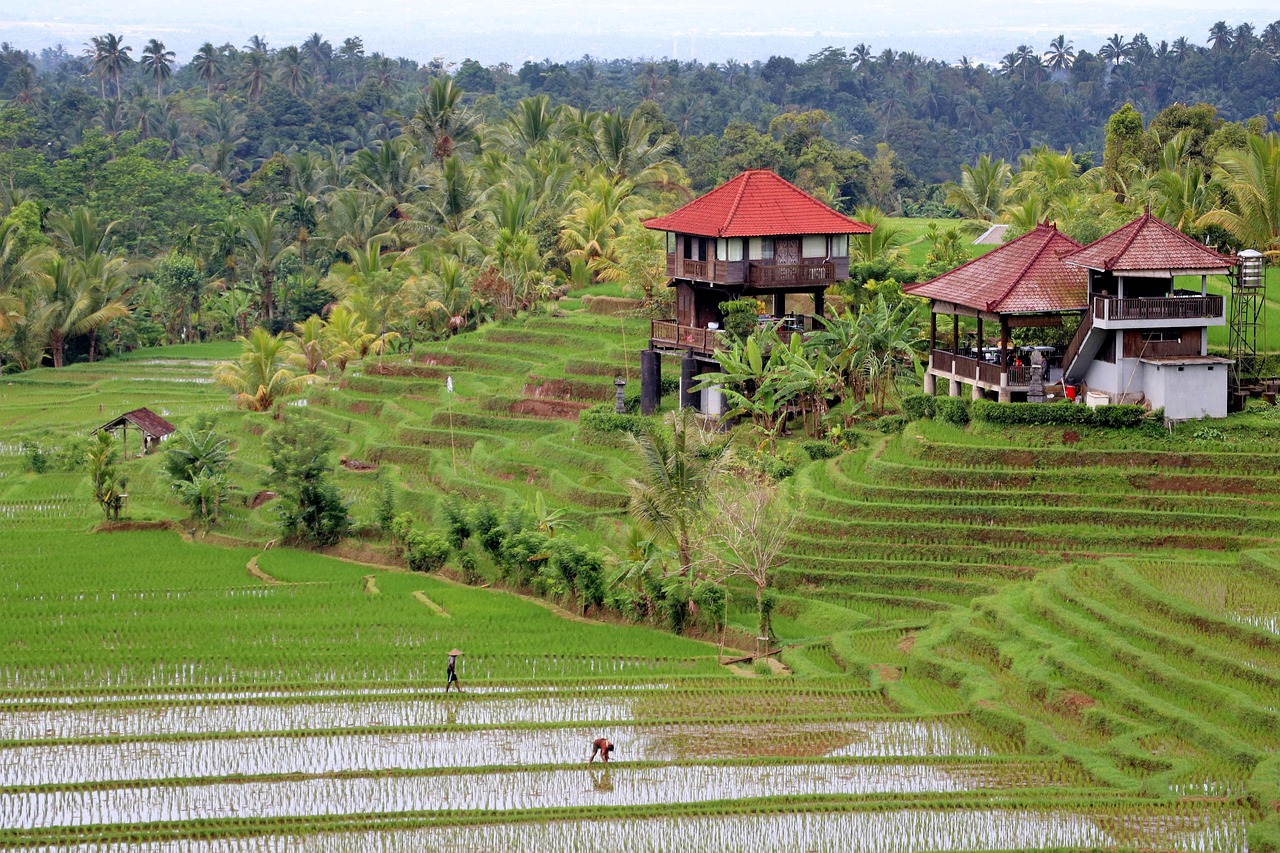 rice field