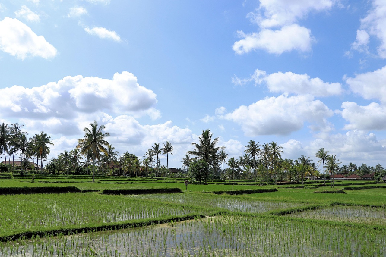 rice fields